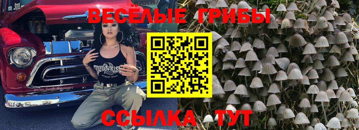 Арсеньев  Галлюциногенные грибы Psilocybe  Вход с VPN 
